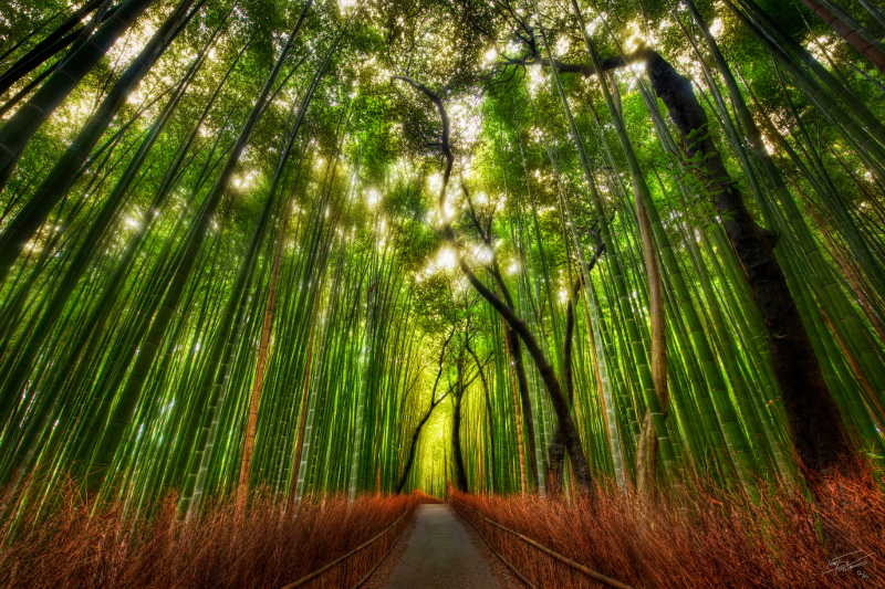 Bamboo Forest by Trey Ratcliff from the blog www.stuckincustoms.com